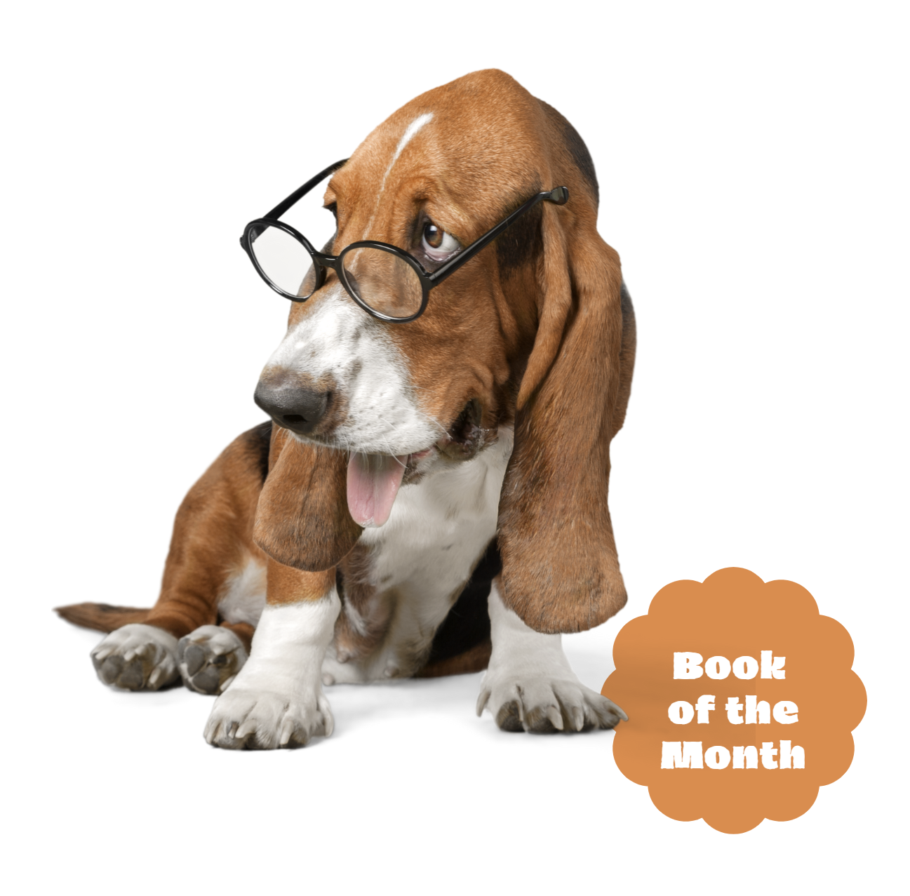 Cooper the basset hound with glasses - Book of the Month
