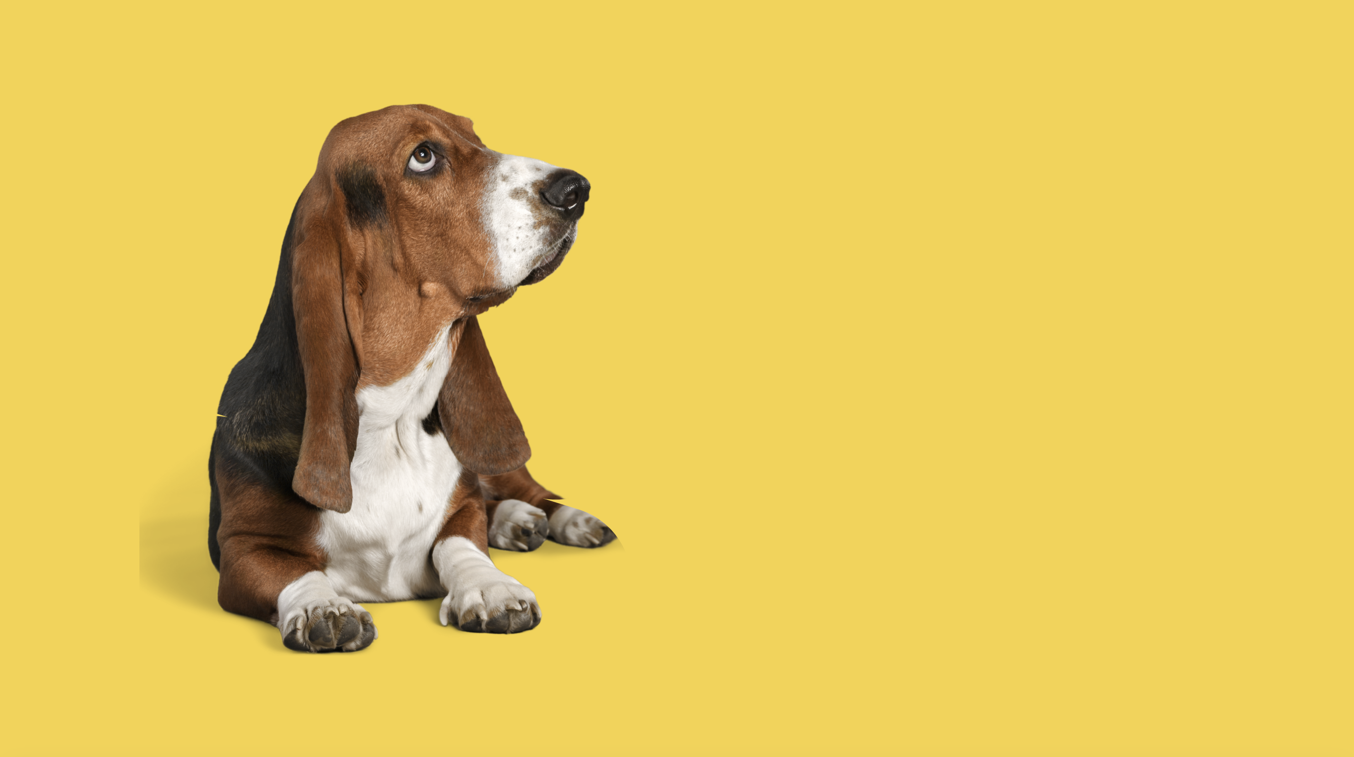 Cooper the basset hound with sunglasses